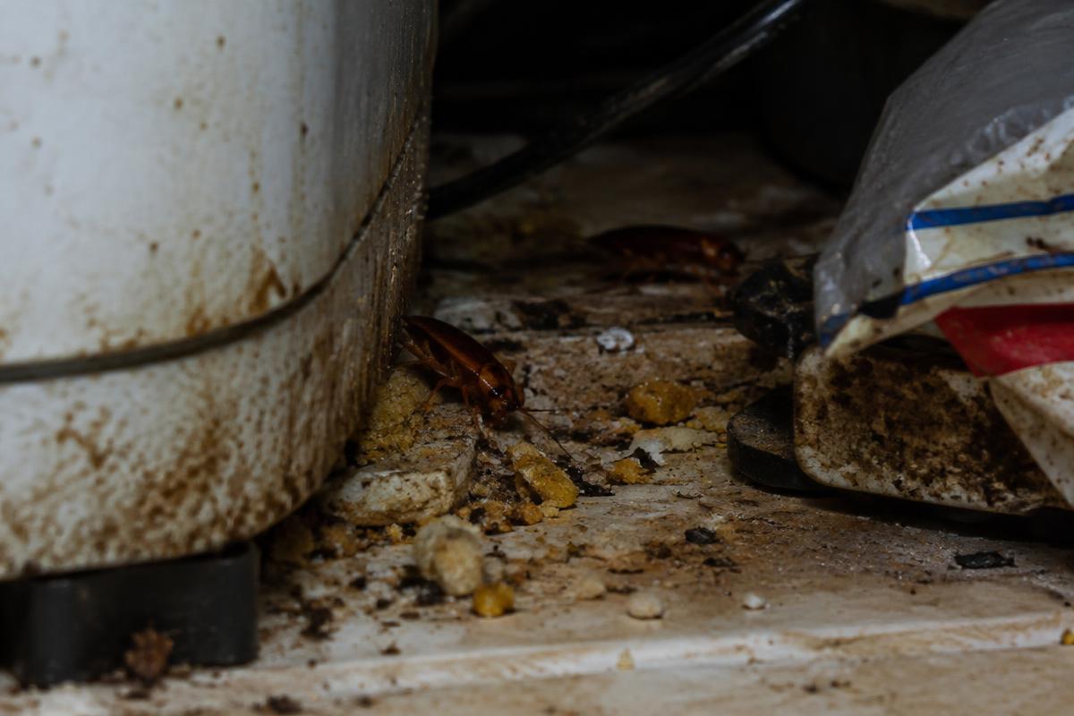 Cockroaches hiding in grease and crumbs behind a kitchen appliance